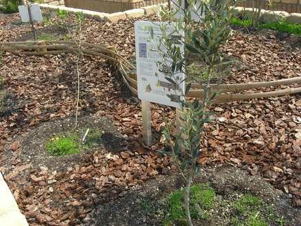 7 オリーブの苗を植樹（きれい家レオンOlive+ eco-project）.JPG