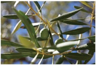 olive10.jpg