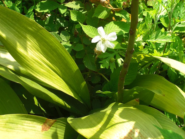 11 野いちごの花（きれい家レオンOlive+ eco-project）