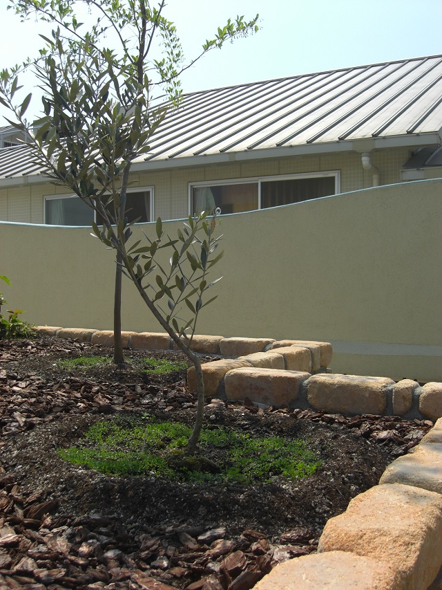 1 オリーブの苗（きれい家レオンOlive+ eco-project）